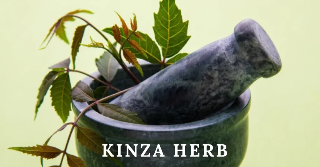 kinza herb