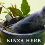 Kinza Herb: Traditional Healing and Modern Caution